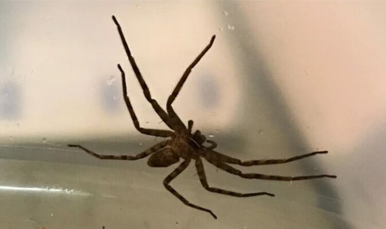 Avertissement d'horreur d'araignée: la plus grande espèce de bête terrifiante au monde trouvée au Royaume-Uni