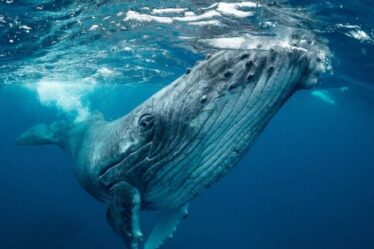 Brexit La Grande-Bretagne doit être le fer de lance mondial de la conservation des baleines avec un nouveau plan de «corridor bleu»