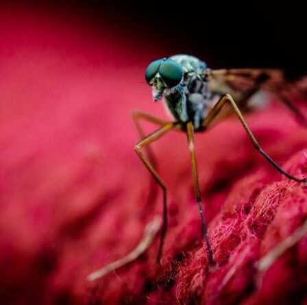 Ce sont les couleurs des vêtements qui attirent les moustiques, selon les scientifiques