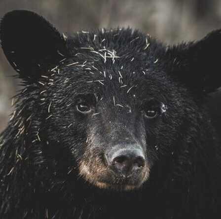 Chasse urgente à l'ours pour l'énorme "Hank the Tank" alors qu'une créature de 500 livres cible les maisons