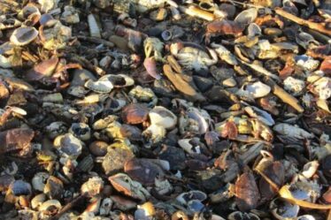 Des milliers de coquillages tués par une fuite chimique due au dragage