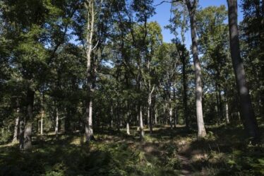 La forêt de Wyre devient la plus grande réserve naturelle boisée d'Angleterre