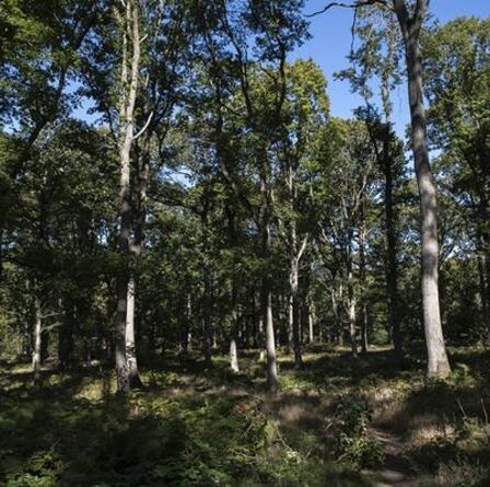 La forêt de Wyre devient la plus grande réserve naturelle boisée d'Angleterre