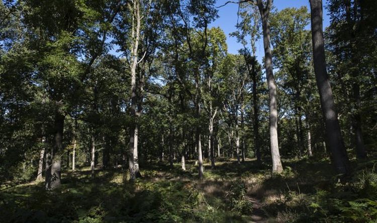 La forêt de Wyre devient la plus grande réserve naturelle boisée d'Angleterre
