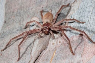 La plus grande araignée du monde découverte au Royaume-Uni : une araignée géante Huntsman découverte à Hull