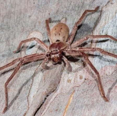 La plus grande araignée du monde découverte au Royaume-Uni : une araignée géante Huntsman découverte à Hull