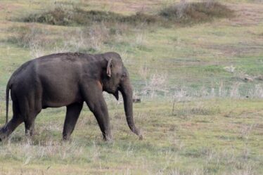 Le nombre d'éléphants chute alors que les braconniers et les agriculteurs ciblent les mammifères lors d'attaques meurtrières