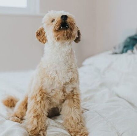 Le secret du chien démasqué : ce que signifie vraiment l'aboiement de votre animal et comment l'arrêter