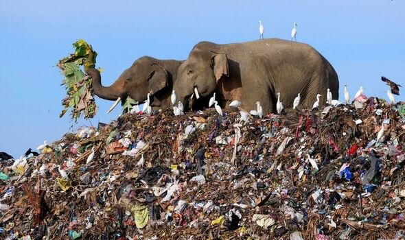 Les éléphants se nourrissent dans une décharge