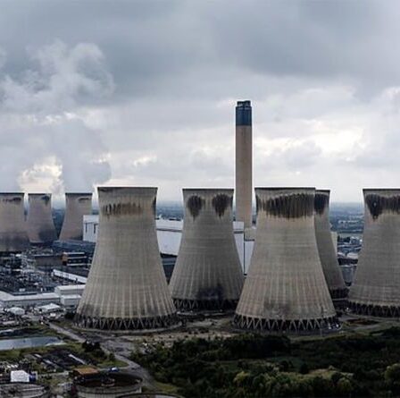 RÉVOLUTION VERTE : "Brûler du bois ne résoudra pas la crise énergétique"