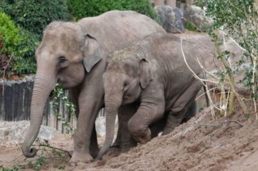 Un zoo britannique participe au premier essai mondial d'un vaccin pour sauver les éléphants