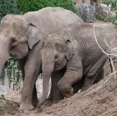 Un zoo britannique participe au premier essai mondial d'un vaccin pour sauver les éléphants