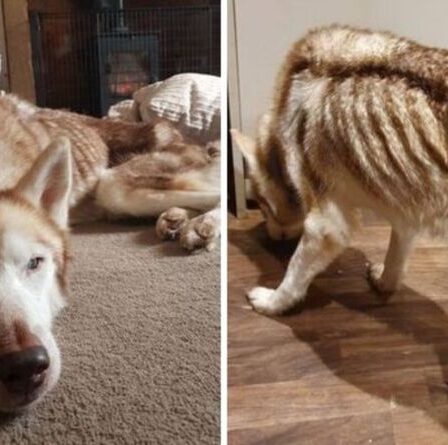 Une femme forcée d'abandonner son chien bien-aimé découvre qu'elle a été laissée affamée et aveugle par de nouveaux propriétaires