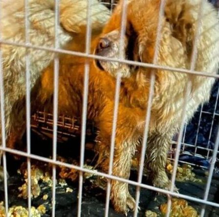 Chien abandonné retrouvé au bord de la route enfermé dans une cage dans son propre vomi sans eau ni couverture