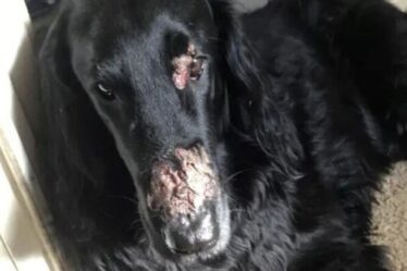 Des images choquantes montrent d'horribles brûlures sur le visage d'un chien - avertissant les propriétaires d'une plante toxique