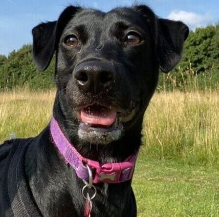 Heartbreak alors que le chien de sauvetage négligé attend toujours sa maison après 750 jours dans des chenils