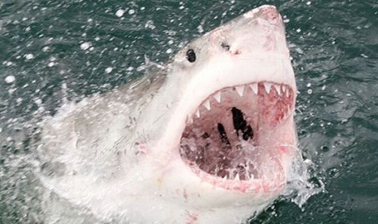 'Ils sont tout autour de nous!'  Avertissement de requin car les grands blancs pourraient vivre sans être détectés dans les eaux britanniques