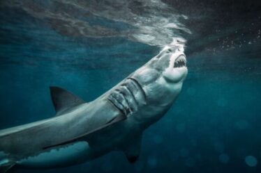 La Grande-Bretagne face à la crise du grand requin blanc alors que l'Europe occidentale dit "agissez maintenant" dans un sombre avertissement