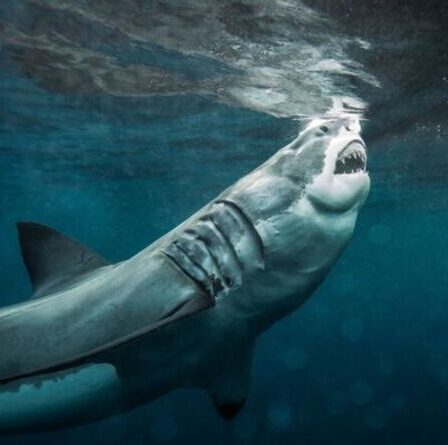 La Grande-Bretagne face à la crise du grand requin blanc alors que l'Europe occidentale dit "agissez maintenant" dans un sombre avertissement