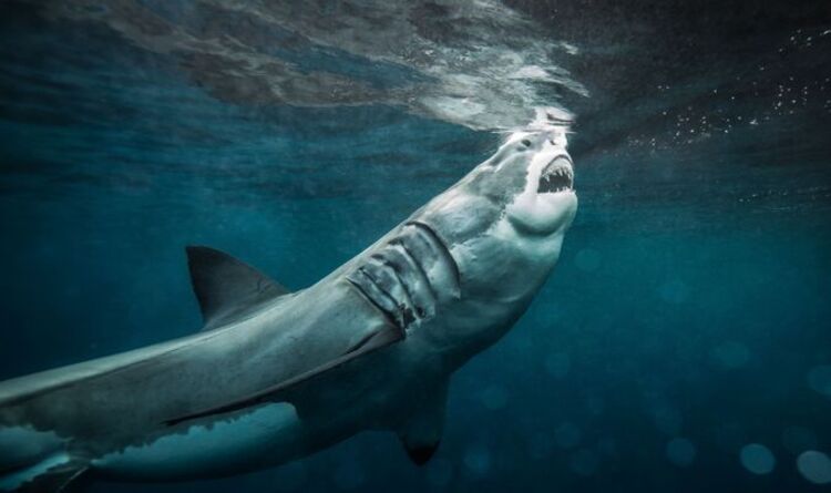 La Grande-Bretagne face à la crise du grand requin blanc alors que l'Europe occidentale dit "agissez maintenant" dans un sombre avertissement