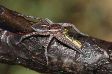 La taille des araignées de la MAIN humaine revient au Royaume-Uni après être revenue du bord de l'extinction