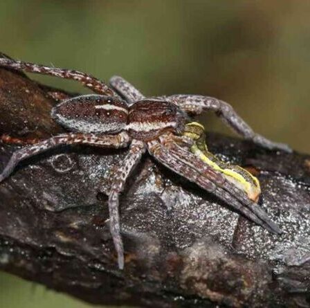 La taille des araignées de la MAIN humaine revient au Royaume-Uni après être revenue du bord de l'extinction