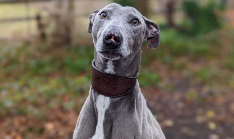 Le chagrin alors que le chien de sauvetage ne reçoit aucune candidature car les adoptants sont «rebutés par les cicatrices faciales»