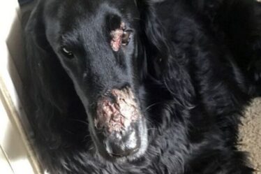 Le propriétaire d'un chien émet un avertissement de berce du Caucase après que l'animal ait subi des brûlures d'horreur au visage de la plante