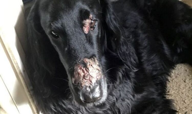 Le propriétaire d'un chien émet un avertissement de berce du Caucase après que l'animal ait subi des brûlures d'horreur au visage de la plante
