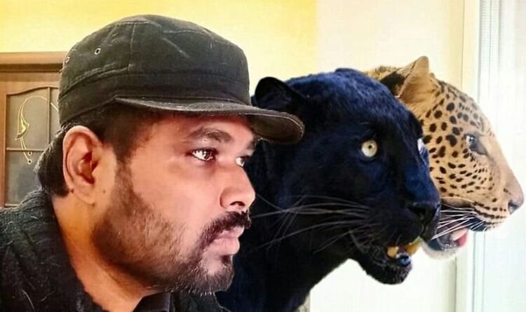 "Les chats ont peur" Un médecin indien en Ukraine refuse de laisser la panthère et le jaguar derrière lui
