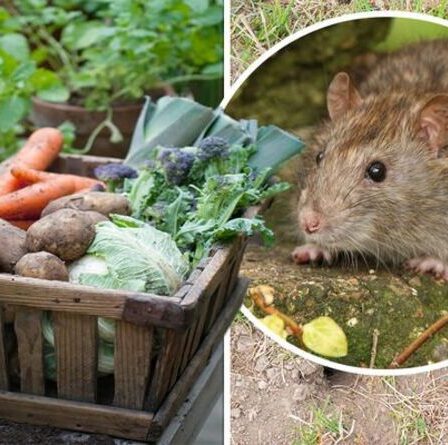 Les quatre signes clés que vous avez des rats dans votre jardin - l'indice commun autour de vos plantes