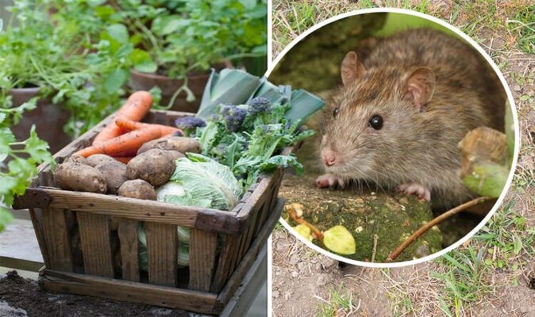 Les quatre signes clés que vous avez des rats dans votre jardin - l'indice commun autour de vos plantes