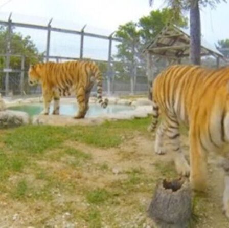 L'horreur du tigre alors que le gros chat mutile un employé du zoo lors de la deuxième attaque horrible en trois mois