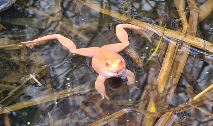 'Mascot for Irn Bru' Une grenouille ultra-rare qui fait tourner les têtes avec une fonctionnalité étonnante