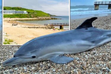 Mystère d'un dauphin mort après l'échouement d'un animal sur une plage britannique - Lancement d'une énorme sonde