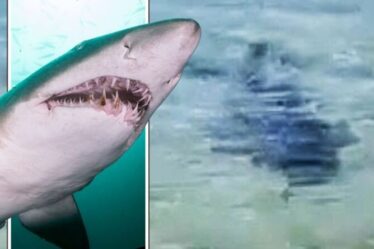 REGARDER Des images effrayantes montrent un requin tigre traquant la plage – avant qu'il ne tue un nageur de 56 ans