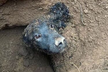 Un chien coincé sous terre pendant près de trois JOURS est libéré - joie d'un sauvetage miraculeux