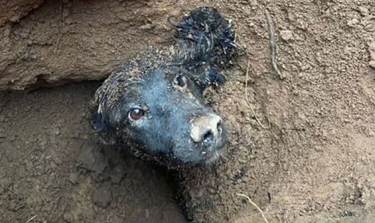 Un chien coincé sous terre pendant près de trois JOURS est libéré - joie d'un sauvetage miraculeux