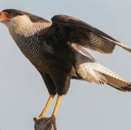 Un oiseau de proie qui s'est échappé du zoo de Londres a été repéré à neuf milles - la tentative de l'attraper se poursuit