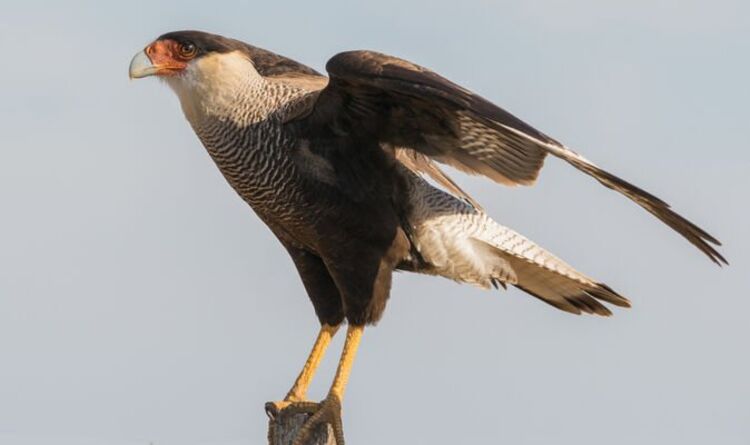 Un oiseau de proie qui s'est échappé du zoo de Londres a été repéré à neuf milles - la tentative de l'attraper se poursuit