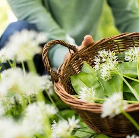 L'expert en recherche de nourriture des stars David Hamilton sur ce qu'il faut cueillir ce printemps