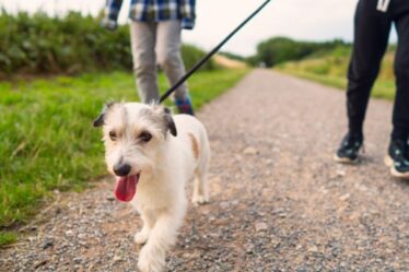 Avertissement de chien: les propriétaires risquent une amende de 5 000 £ s'ils n'ajoutent pas de détails majeurs au collier