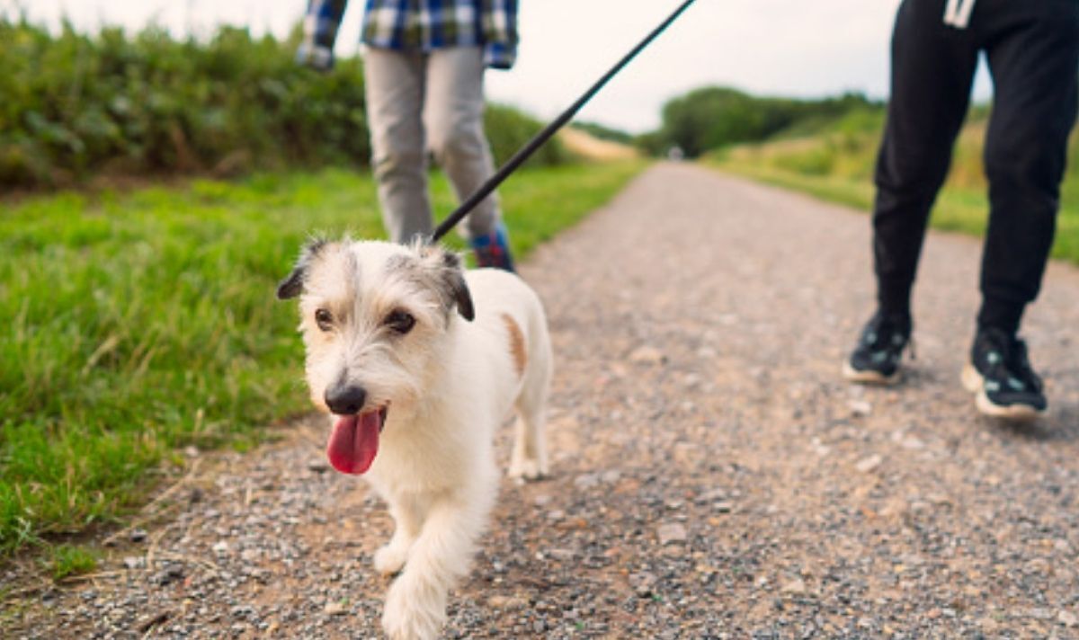 Avertissement de chien: les propriétaires risquent une amende de 5 000 £ s'ils n'ajoutent pas de détails majeurs au collier