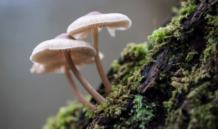 "C'est un champignon !"  Les champignons se PARLENT et peuvent apprendre jusqu'à 50 mots