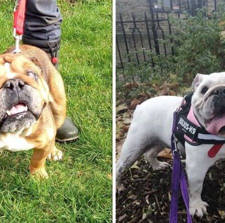 Chien avertissant de ne pas acheter de bouledogues car la RSPCA détaille les principaux problèmes de santé