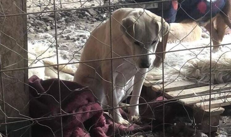 Chien indésirable qui a été "oublié" dans un refuge pendant des années, désespéré d'aimer son foyer