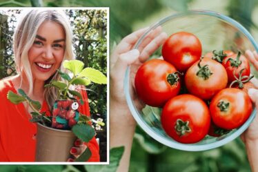 Comment faire pousser des tomates grosses et délicieuses : "Le secret, c'est quand vous les nourrissez"