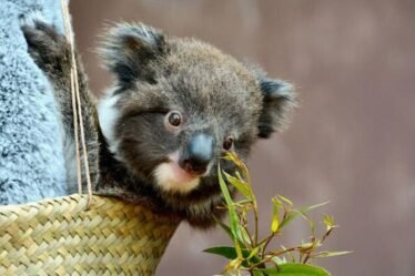 Des photos adorables montrent la façon mignonne dont le parc animalier pèse son koala – avec une peluche géante
