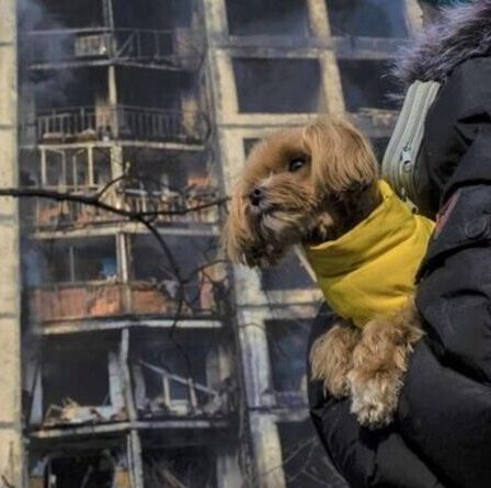 Horreur de la vie quotidienne en Ukraine mise à nu par un guide pour promener des chiens sans se faire exploser