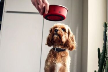 Les propriétaires de chiens nettoient les bols de leur animal bien-aimé FAUX - Un expert identifie une erreur courante